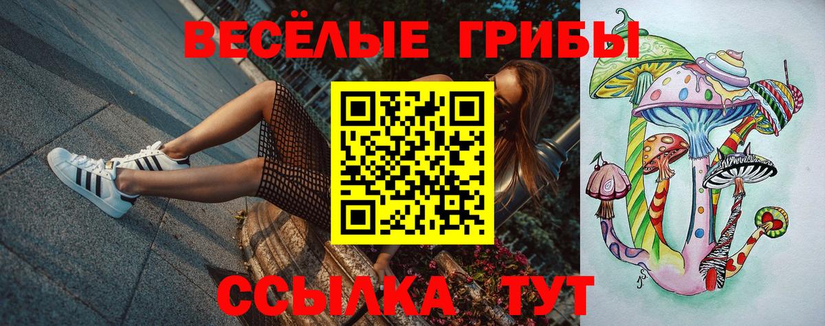 Псилоцибиновые грибы Psilocybe Ессентуки